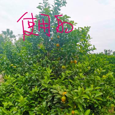 紅又甜在廣西武鳴砂糖橘噴施效果